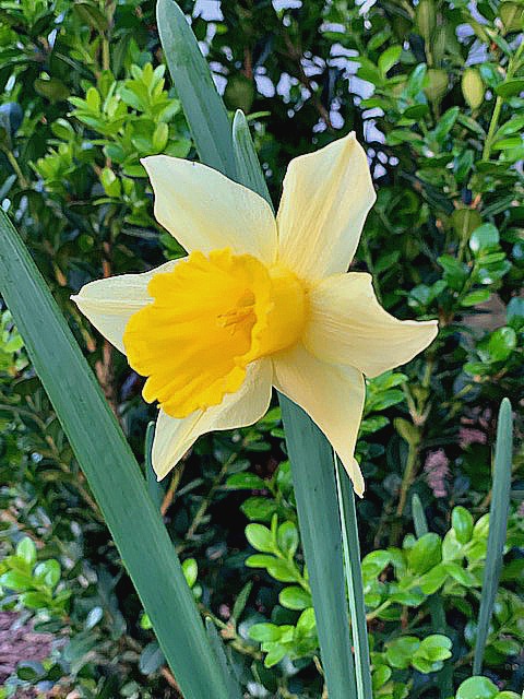 Look to the Lilies … and Watch What Happens Next!
